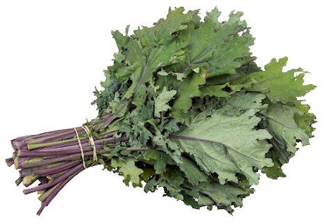 Kale Morado Rollo (Purple Kale)