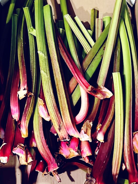 400 גר רוברב - 16₪