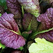 250גר עלי חרדל אדום  - 10₪