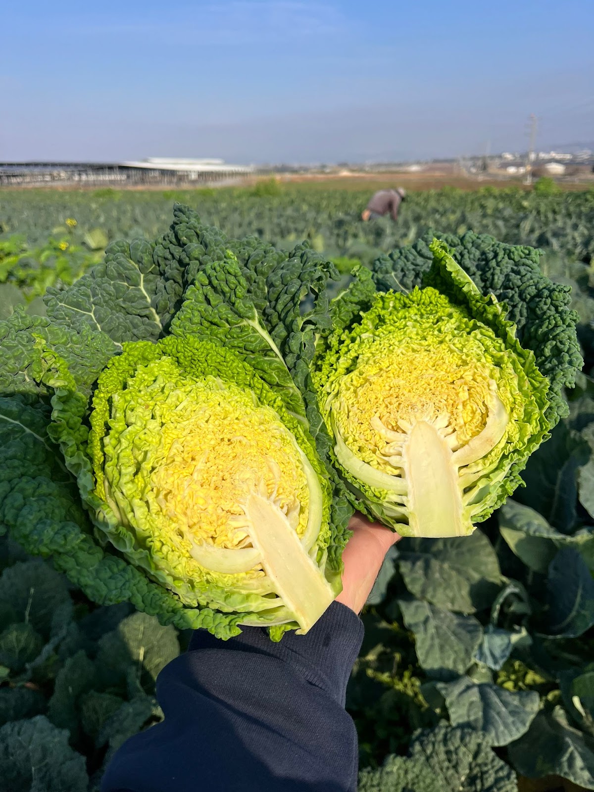   כרוב סאבוי -10₪