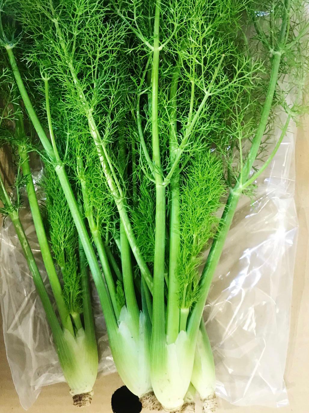 קג שומר בייבי - 10₪