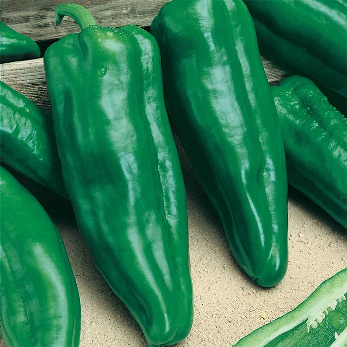 Chile Dulce (Sweet Pepper)