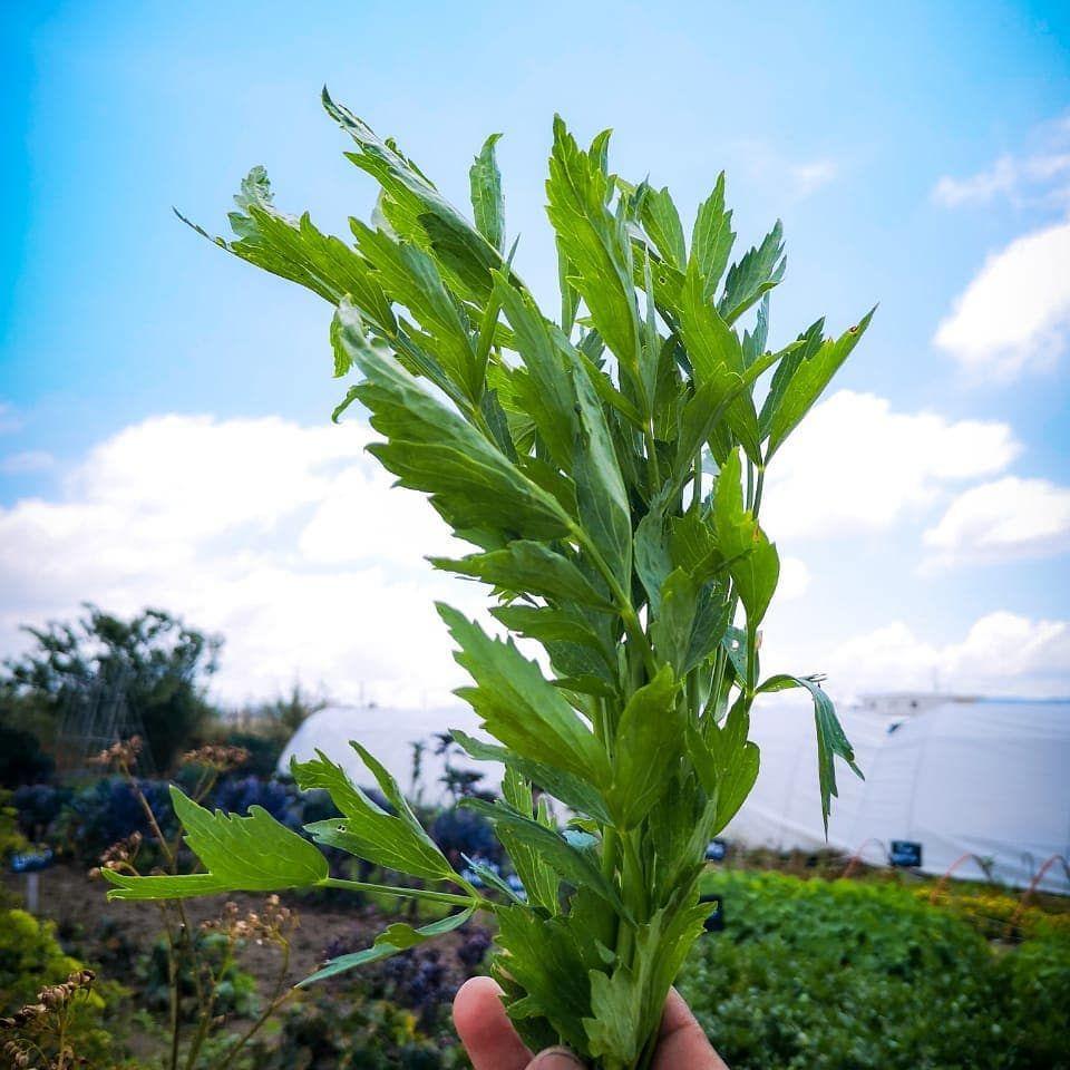 Hierba Maggie rollo (Maggie Herb bundle) Levisticum officinale