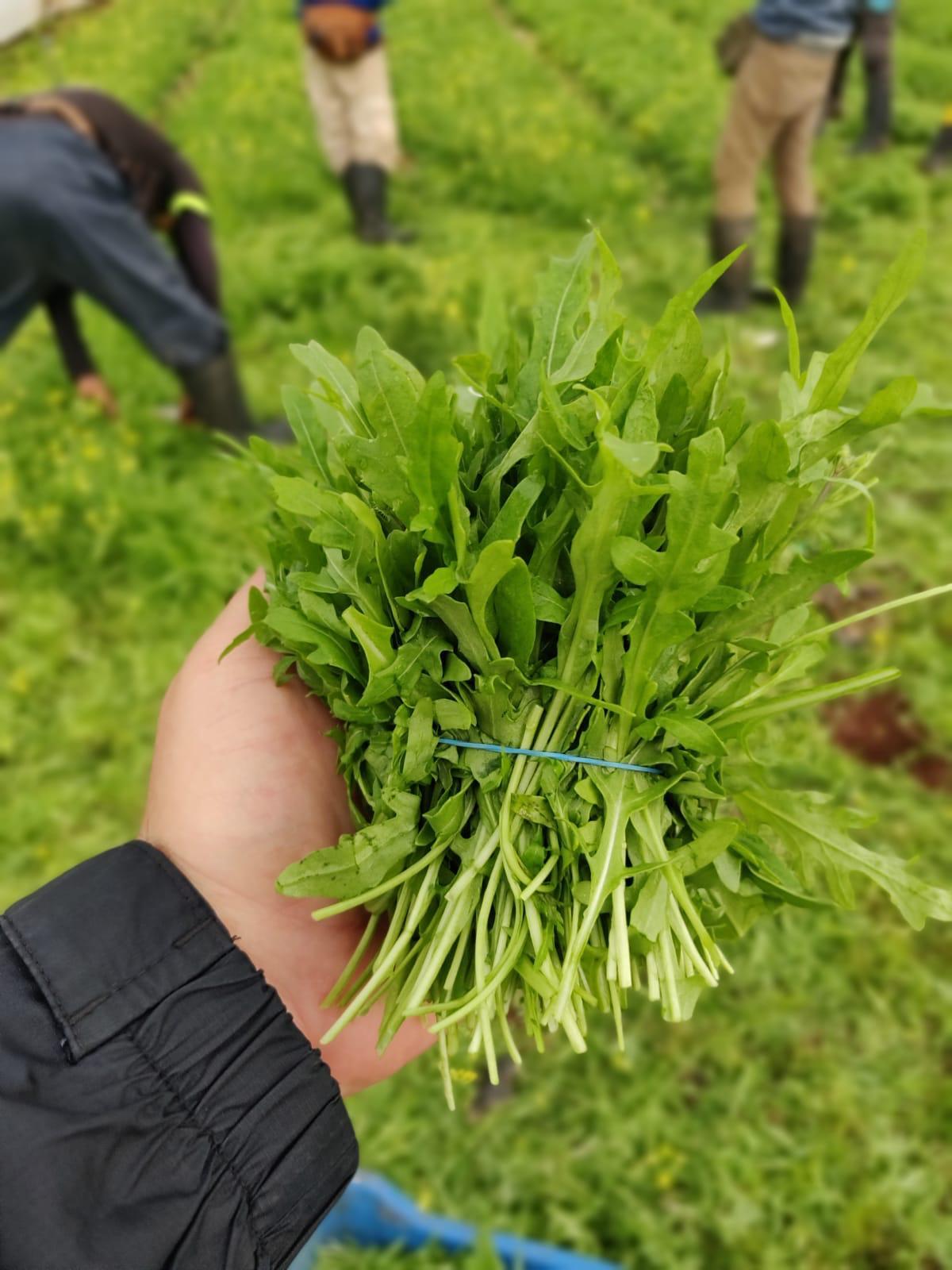 חצי קילו רוקולה - 12₪