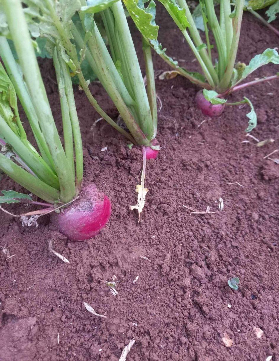 חצי קג צנונית- 8₪