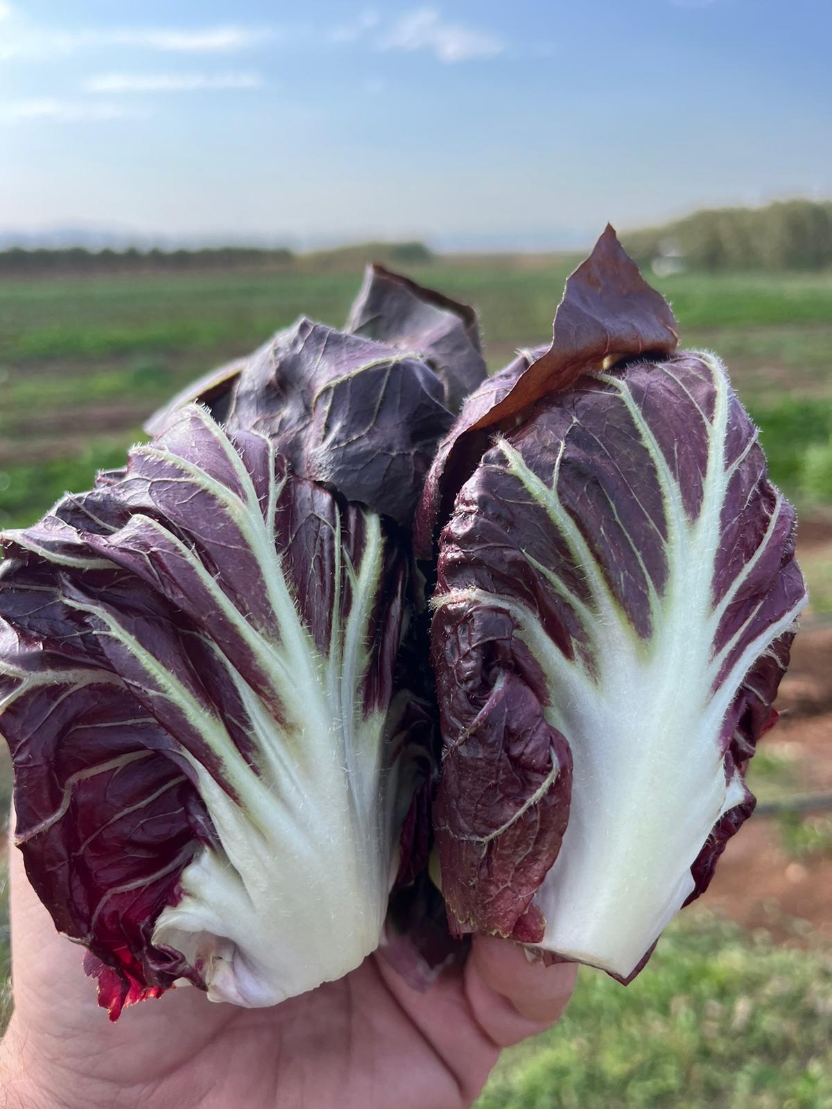 מארז רדיקיו - 12₪