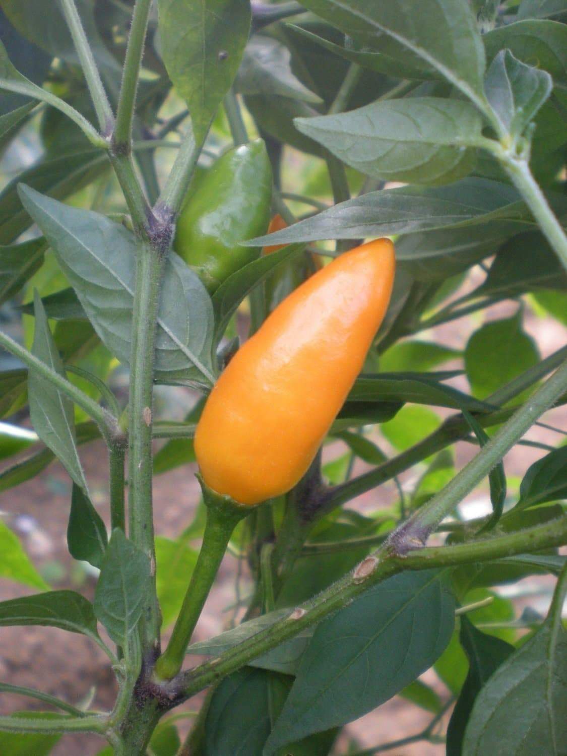 Yemen hot pepper
