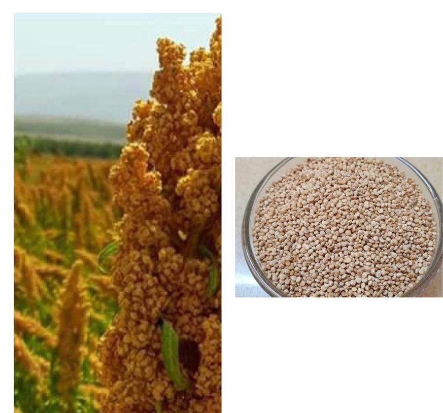 חצי קילו קינואה ישראלית מלאה - 10₪