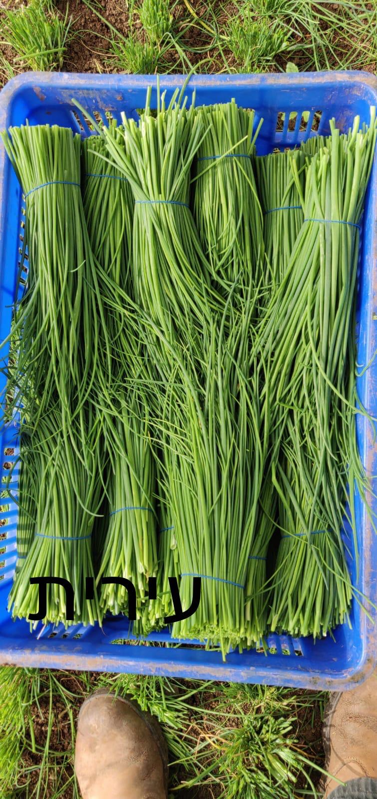 150גר עירית- 10₪