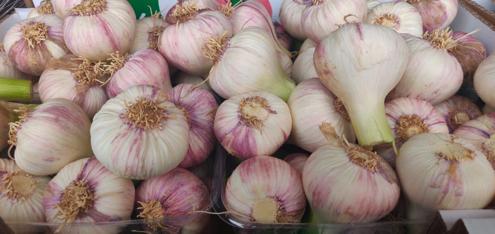 קילו שום טרי בלי עלים- 30₪