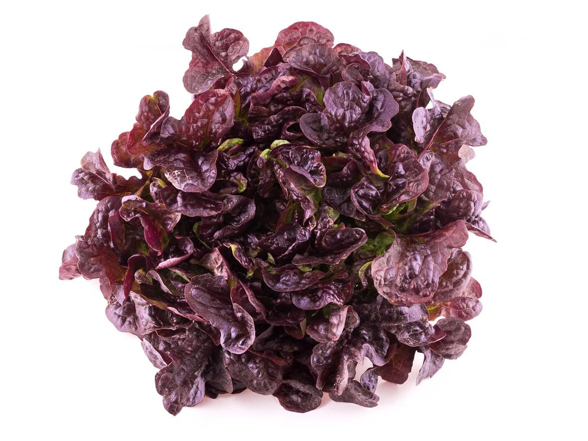 Lechuga Roble Rojo (Red Oak Lettuce)