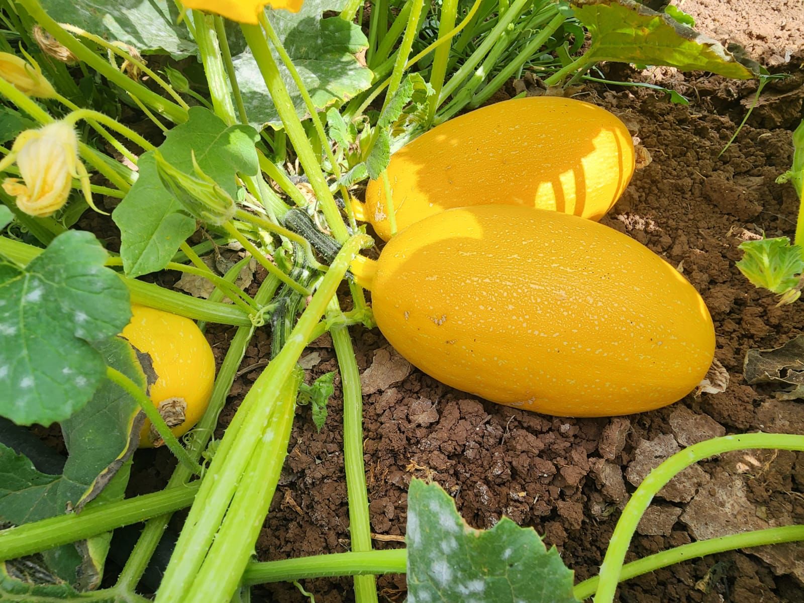 מבצע דלעת ספגטי- 9₪