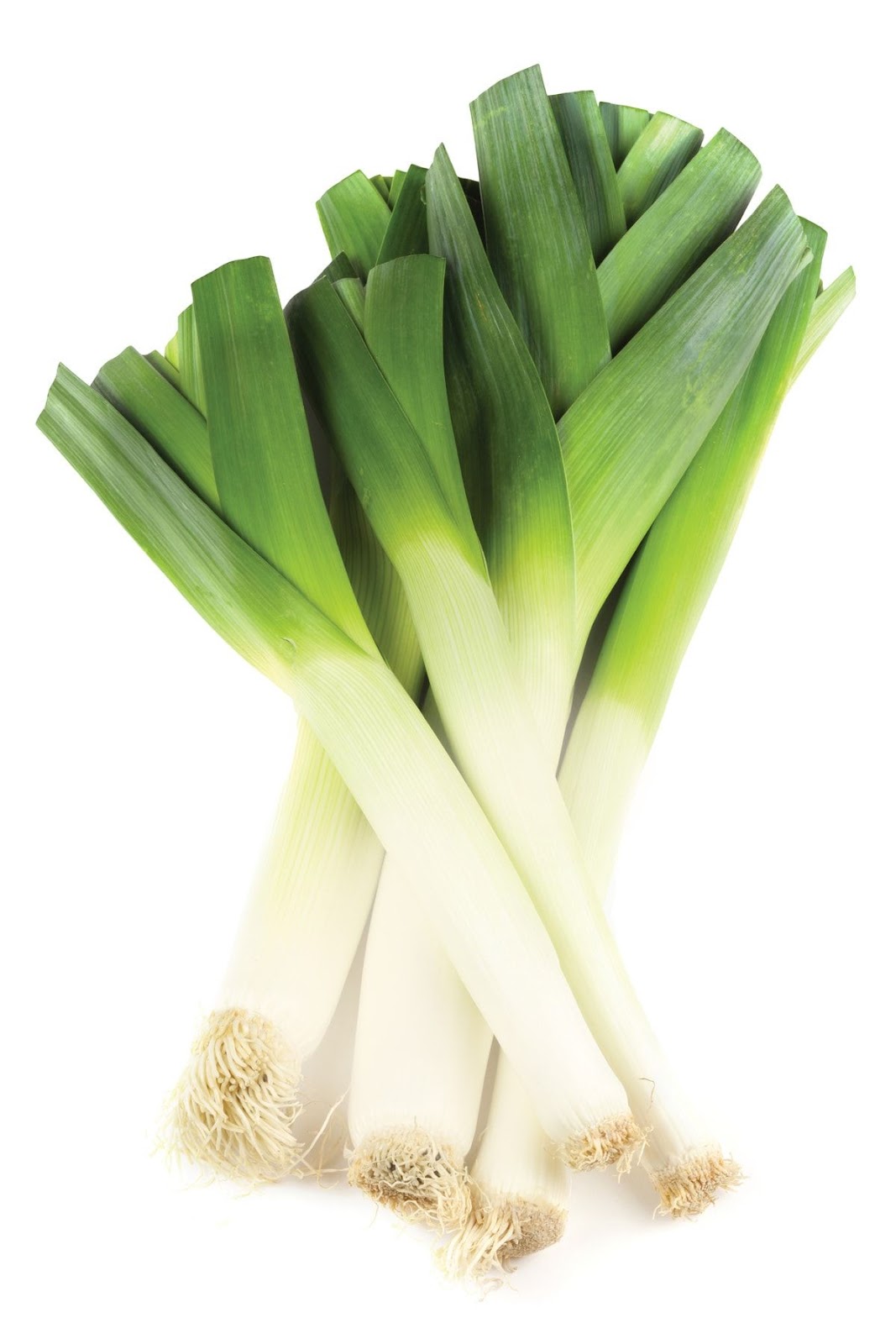 Puerro (Leek)