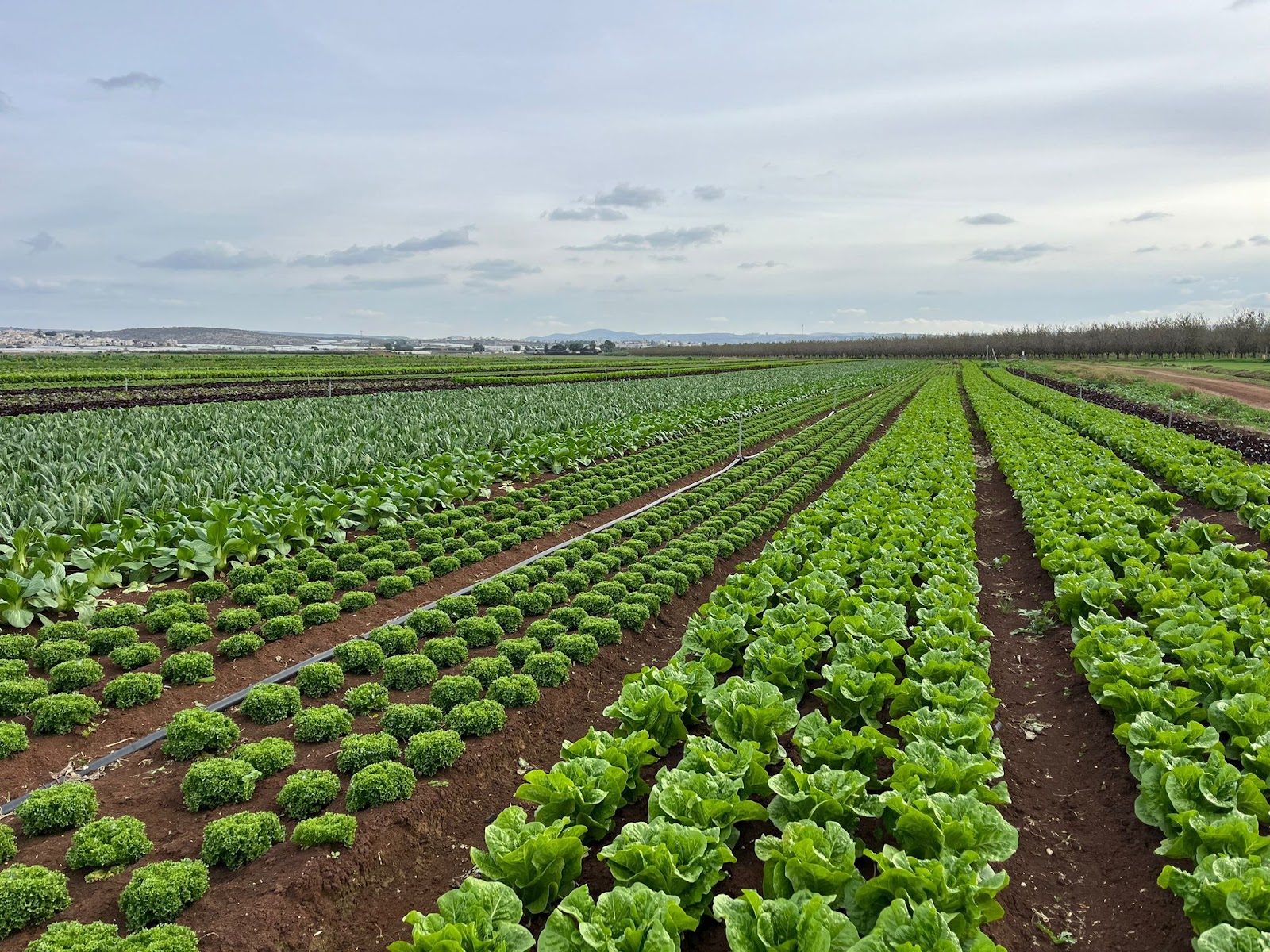 מבצע מארז מיקס חסה (6 חסות )- 16₪