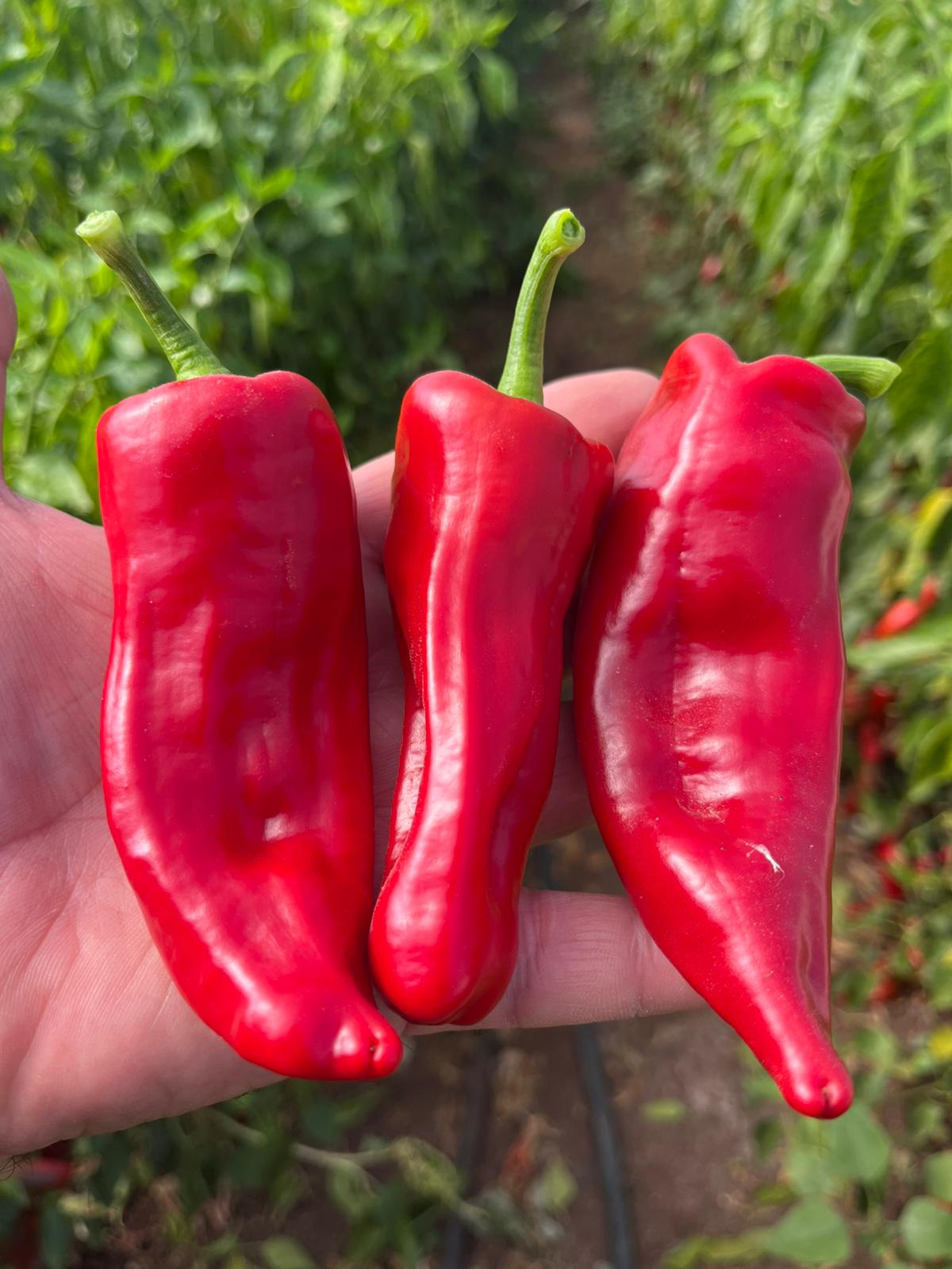 קג פלפל מתוק אדום (בשרני מתאים לבישול צלייה וטרי)-20₪