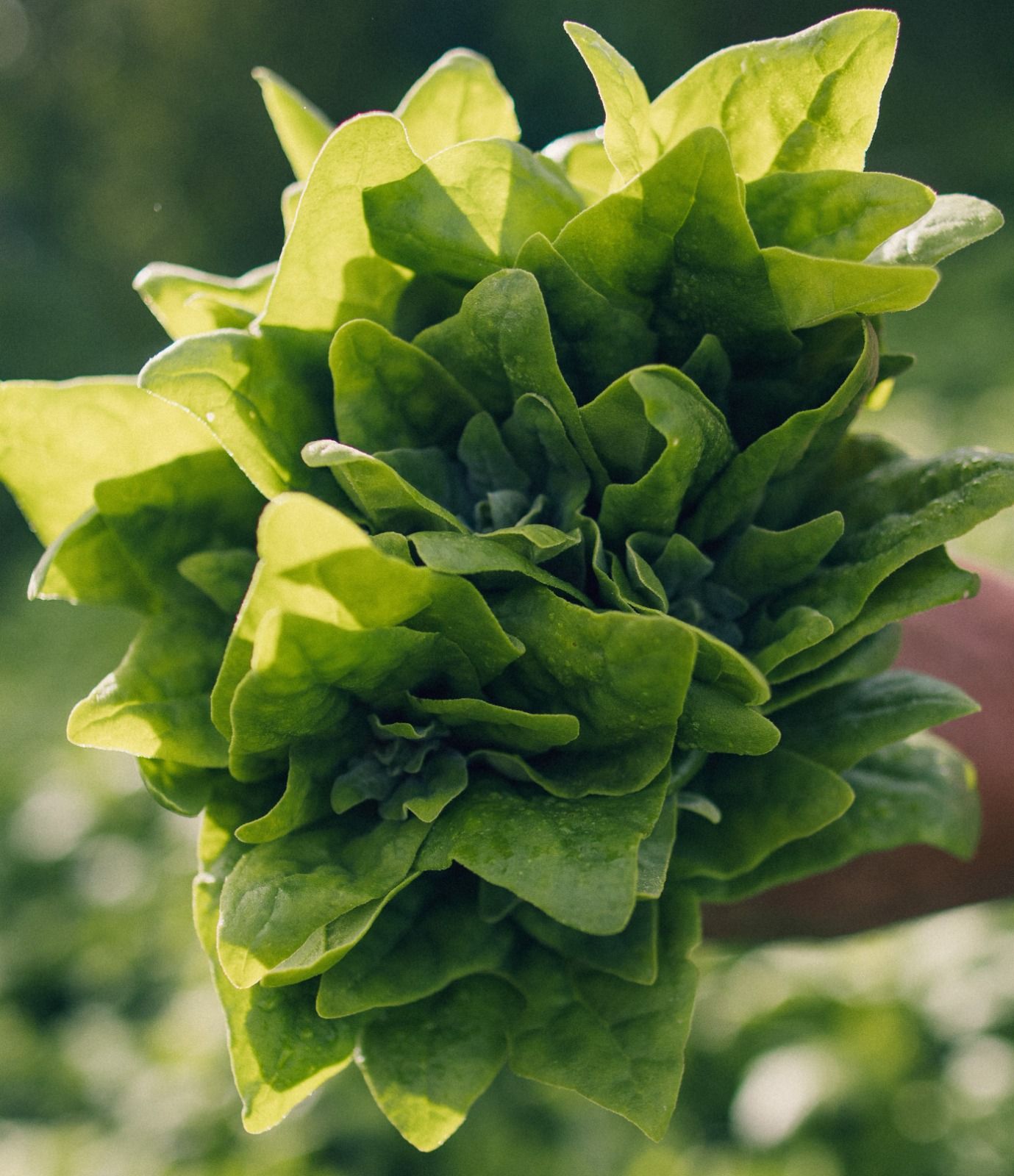 Espinaca criolla Rollo(Creol Spinach)