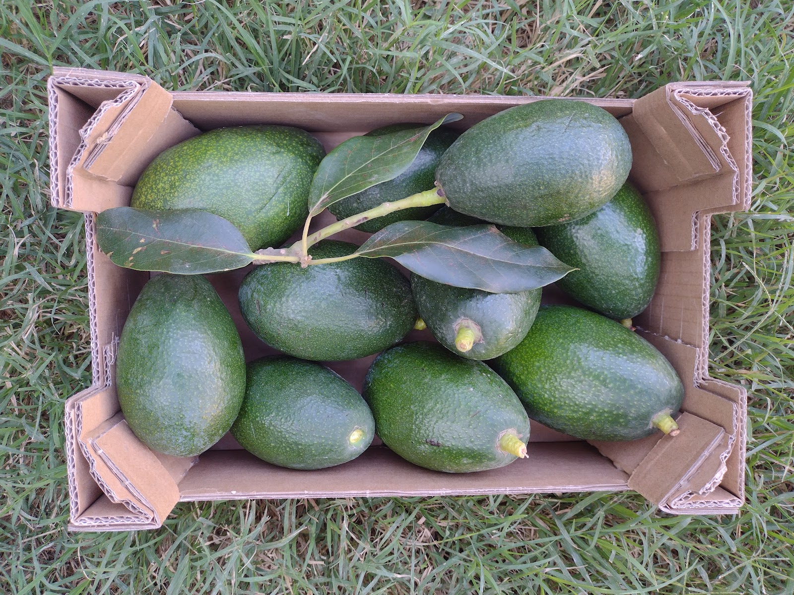 Avocado's 