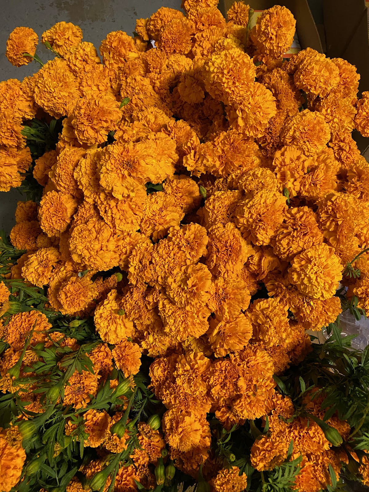 Marigold flowers string  