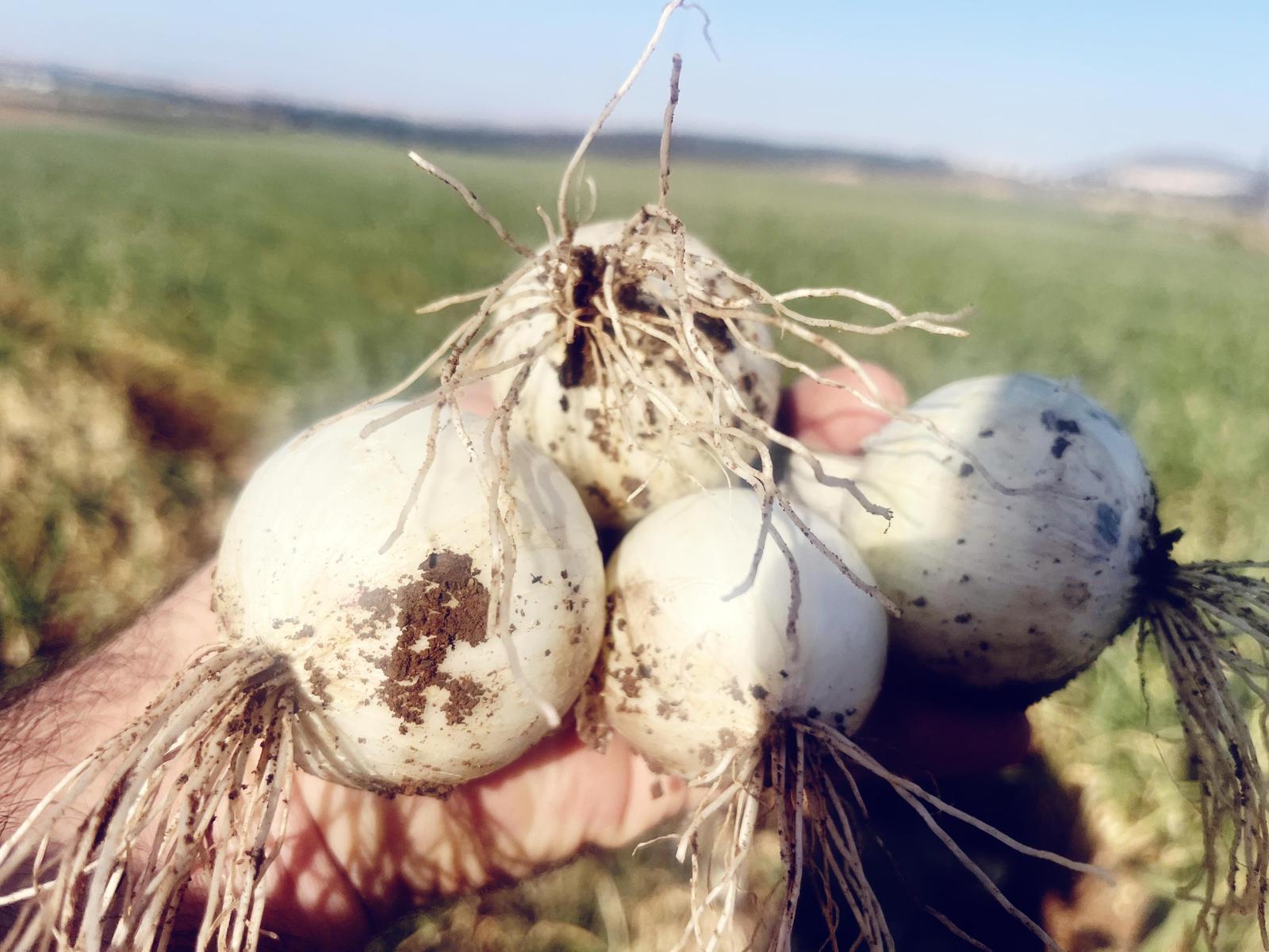 קג בצל ספרדי - 8₪