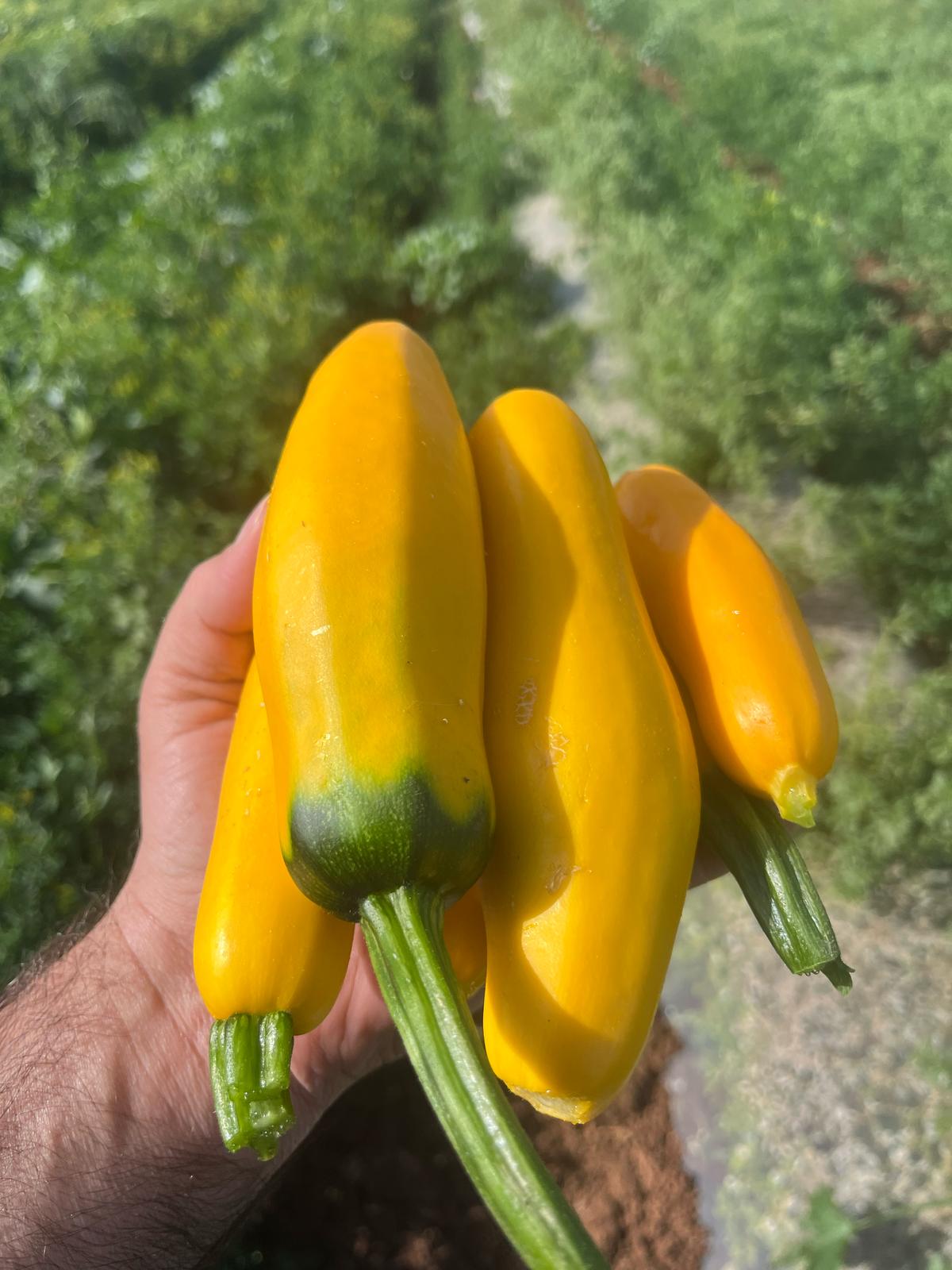 מבצע קילו זוקיני צהוב - 10₪