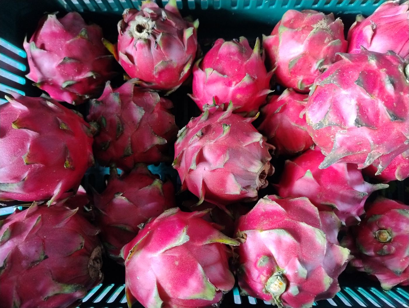 Pitaya pedir unidades - precio en por kilo (Dragon Fruit, request by unit-price per kilo)