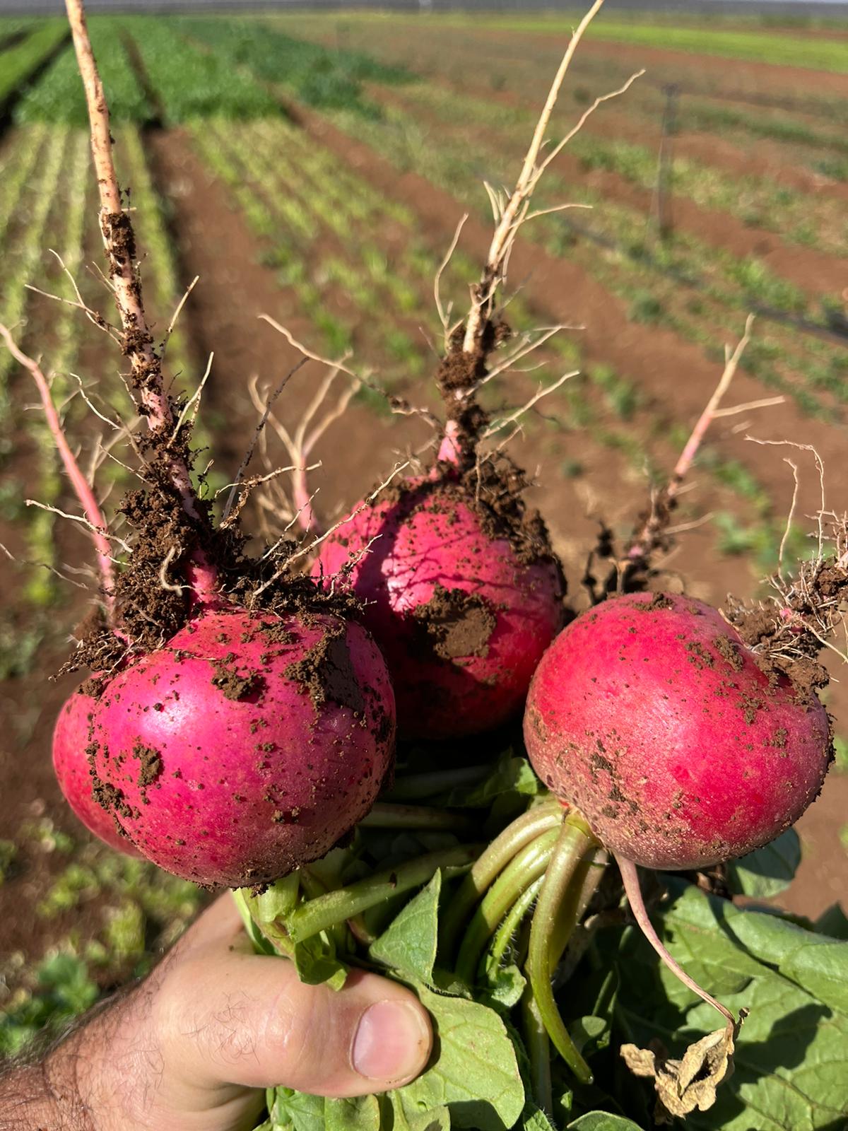 קג צנון - 8₪