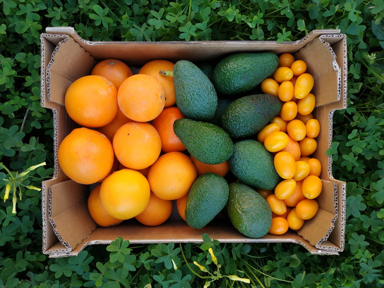 Appelsienen, avocado's en kumquats