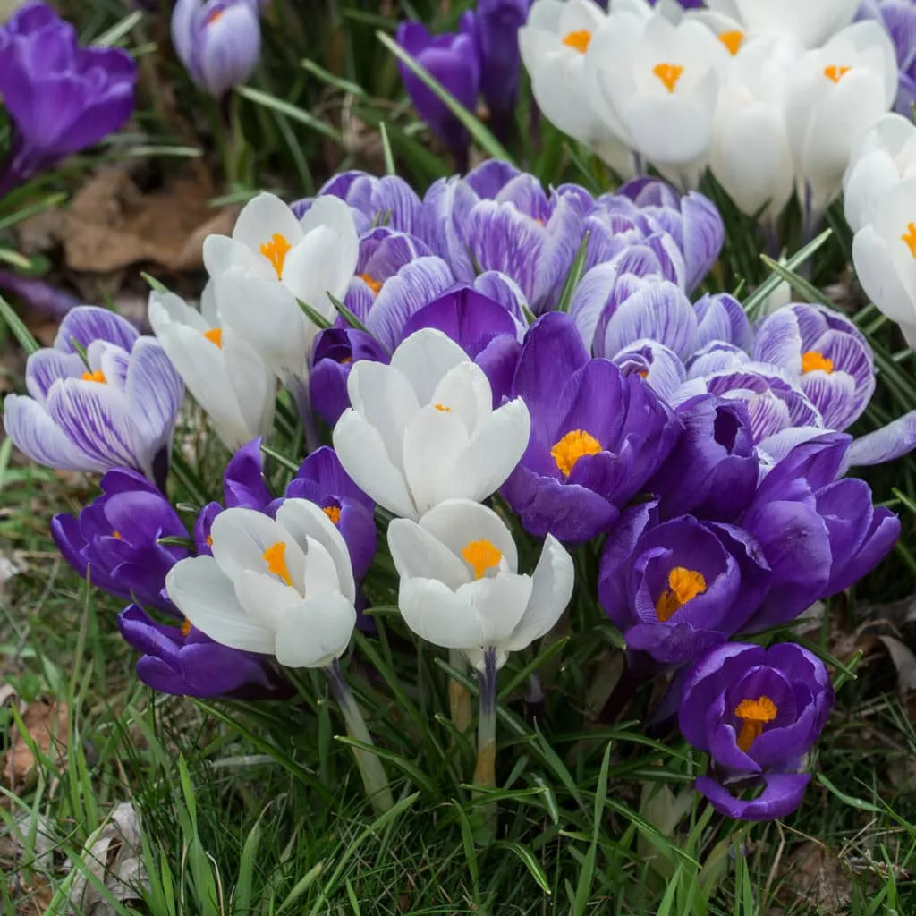 Hokus Crocus (Crocus)