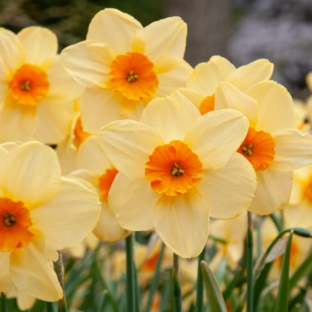 Kedron (Daffodil)
