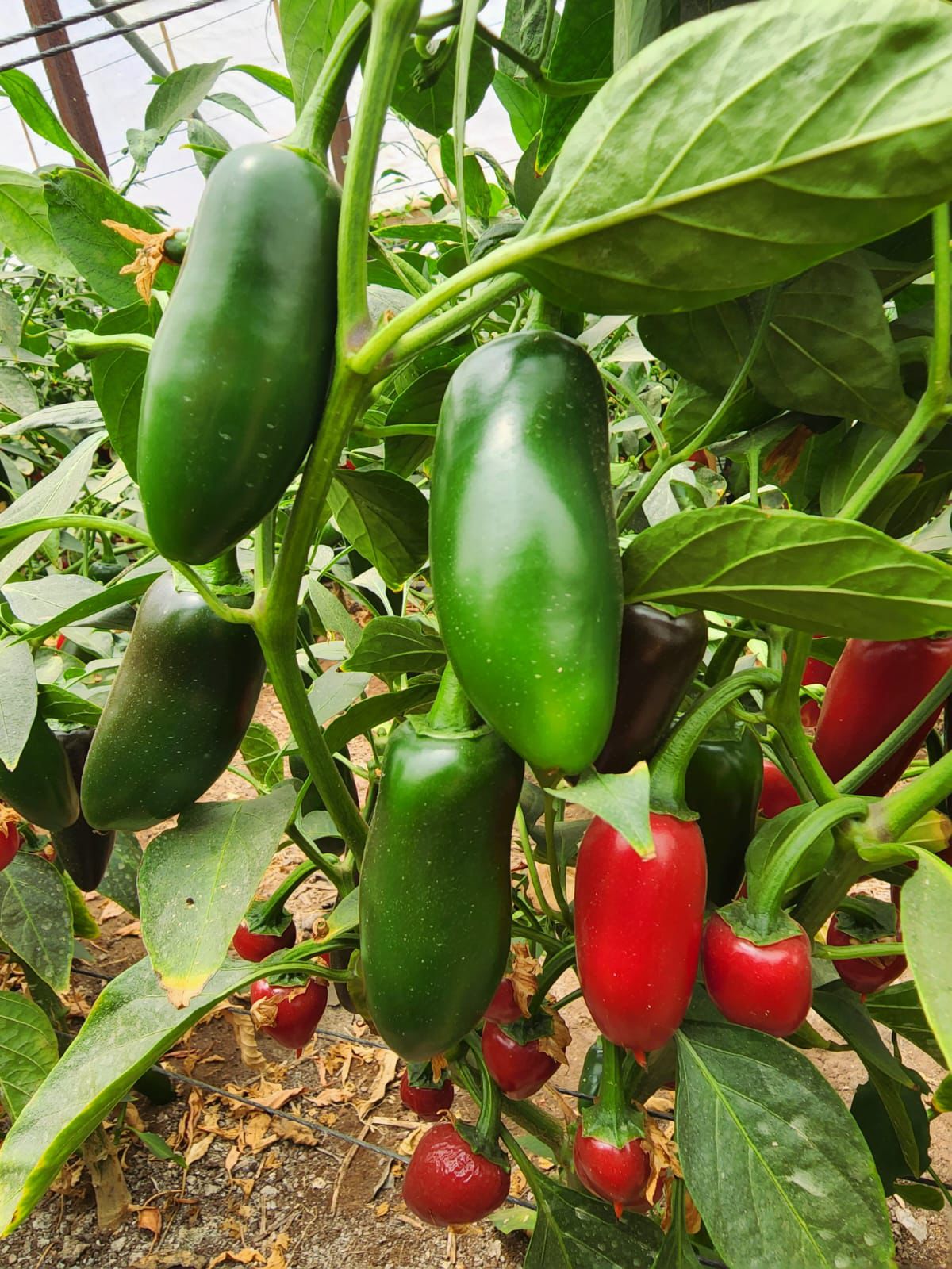 300גר.  חלפיניו - 16₪