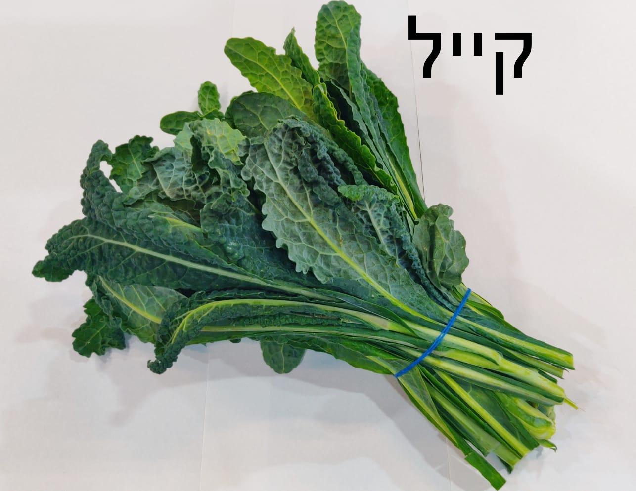 מבצע חצי קילו קייל דינוזאור- 10₪