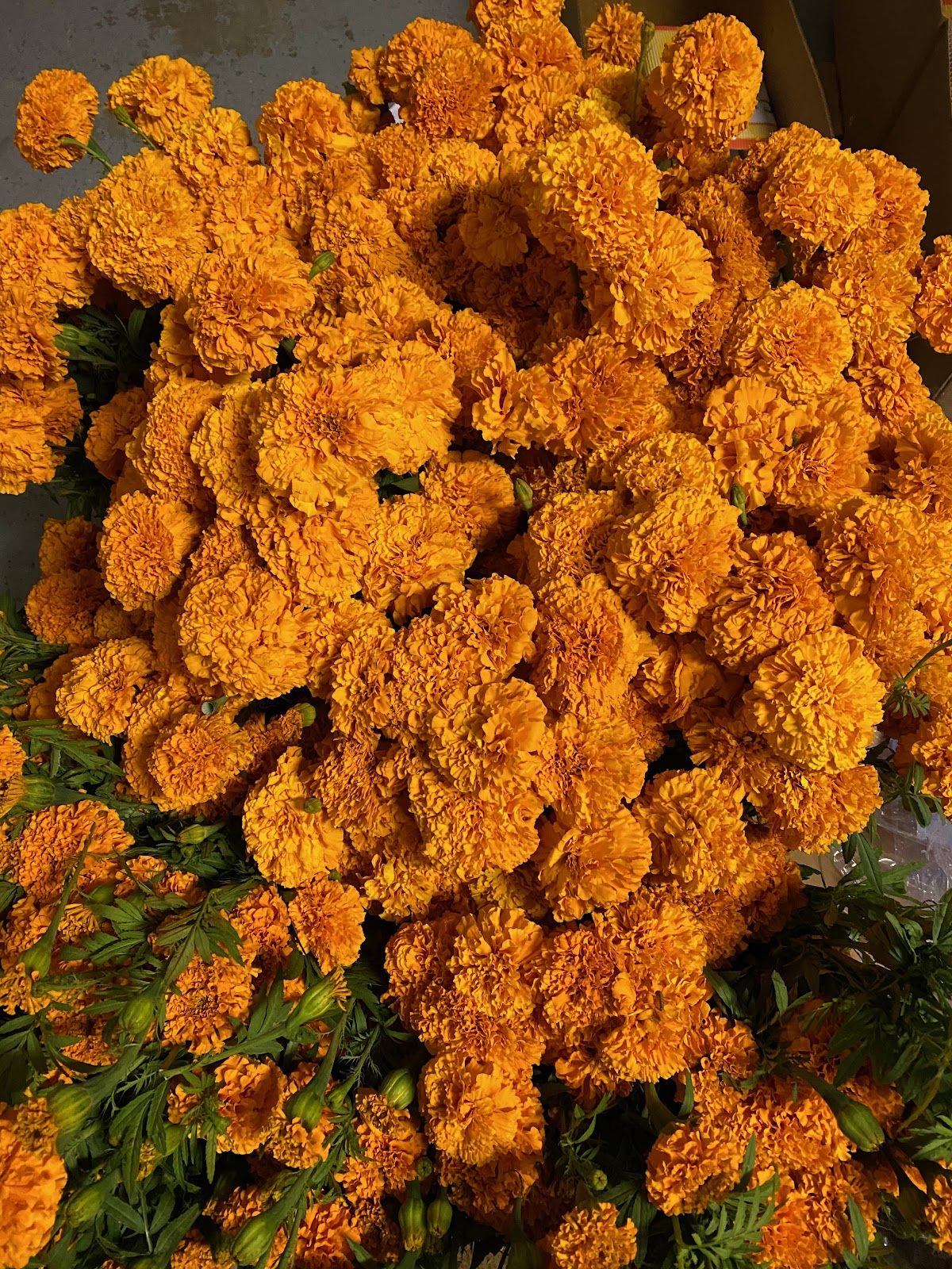 Marigold flowers string  
