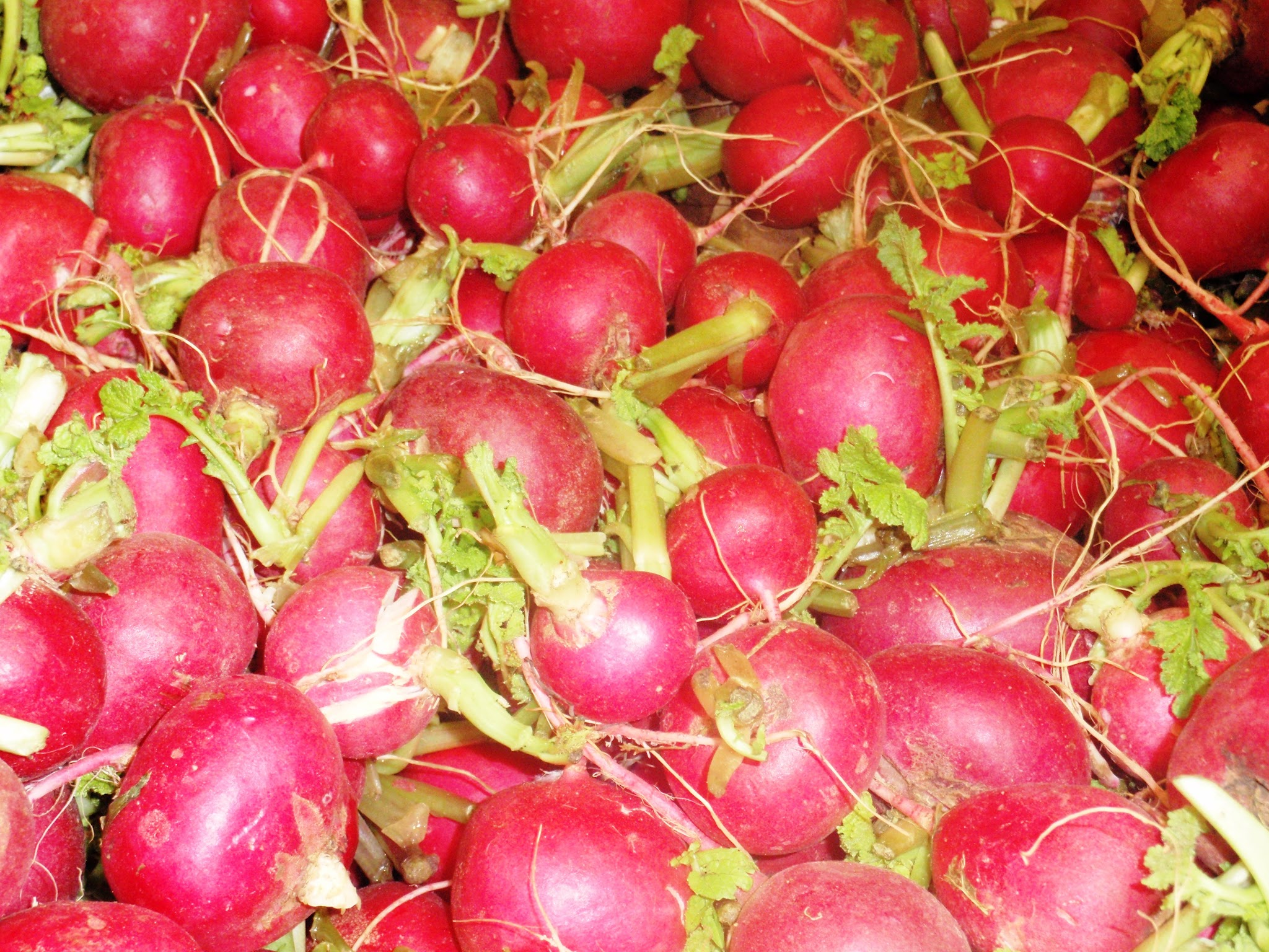 קג צנון- 9₪