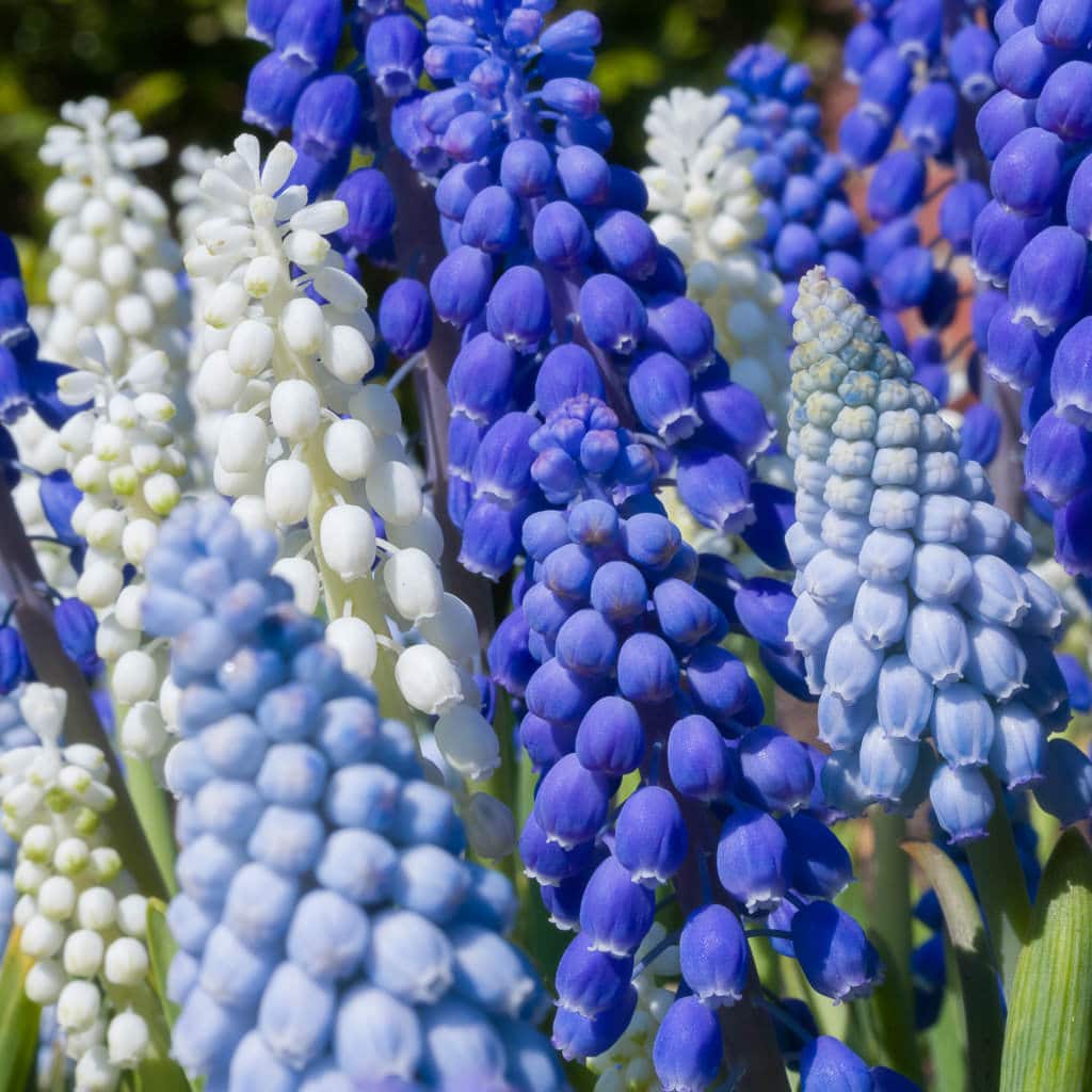 Cobalt Sea Muscari Blend (grape hyacinth)