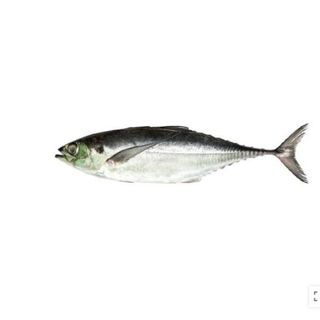 Ikan Cencaru 1kg