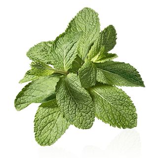 Daun Pudina / Mint Leaf 120gm