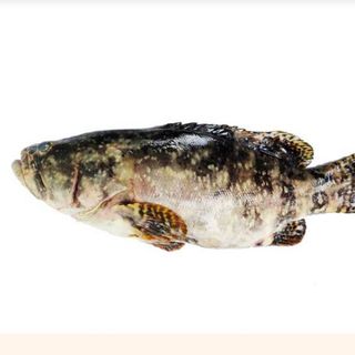 Ikan Kerapu 1kg