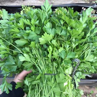 Parsley Big Bunch (6x)