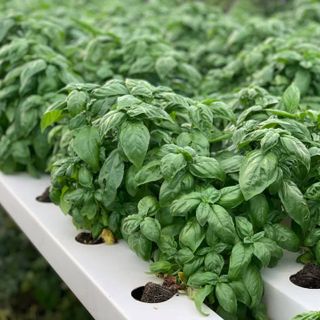 Basil Bunch