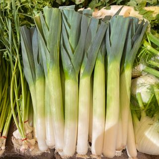 Leek