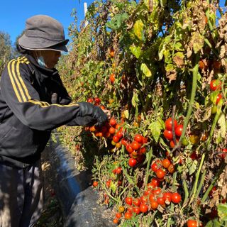 Cherry Tomato KG