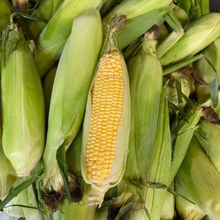 Sweet Corn