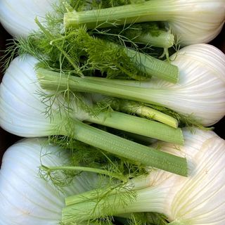 Fennel