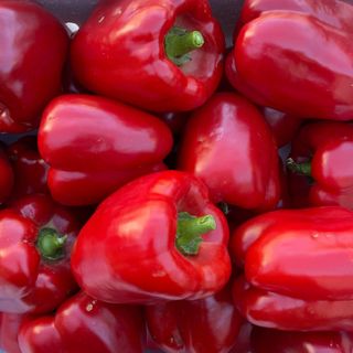 Capsicum Red KG