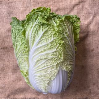 Chinese Cabbage (Wombok)