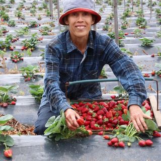 Farm Fresh Strawberry Punnet (500g)