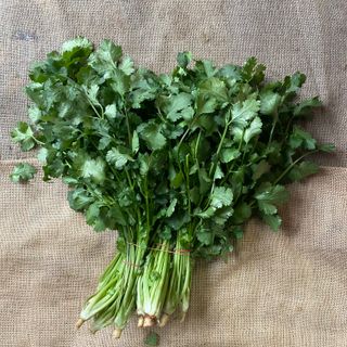 Coriander Big Bunch (6x)