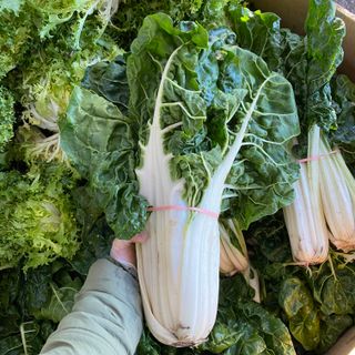 Silverbeet Bunch