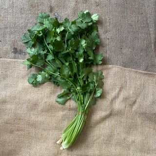 Coriander Bunch 