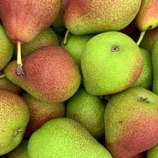 Corella Pears KG